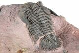 Detailed Metacanthina Trilobite - Lghaft, Morocco #381458-4